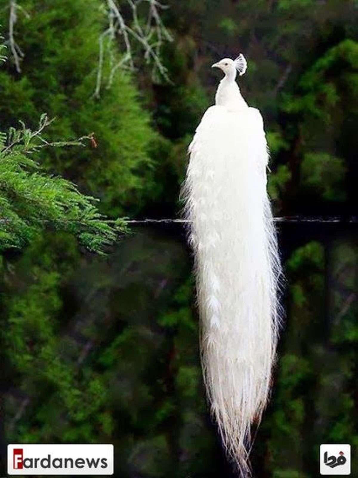 عکس/پرنده‌ای به سفیدی برف