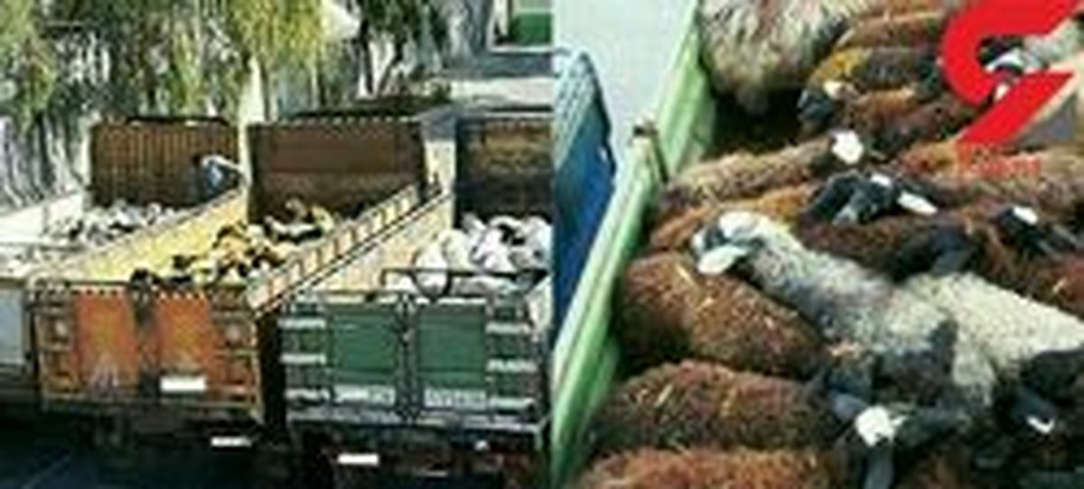 «قاچاق دام زنده» با رانندگان مسلح صحت دارد؟ +عکس