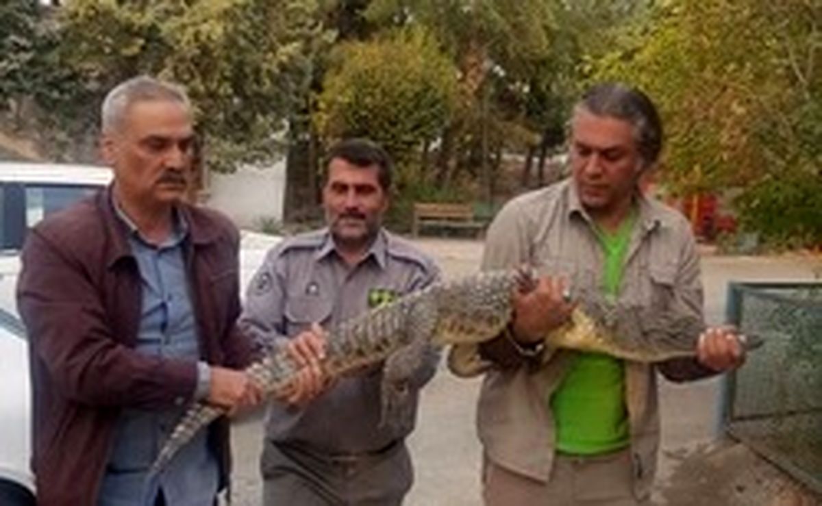 کشف کروکدیل زنده از رستورانی در کرج!؟ +عکس