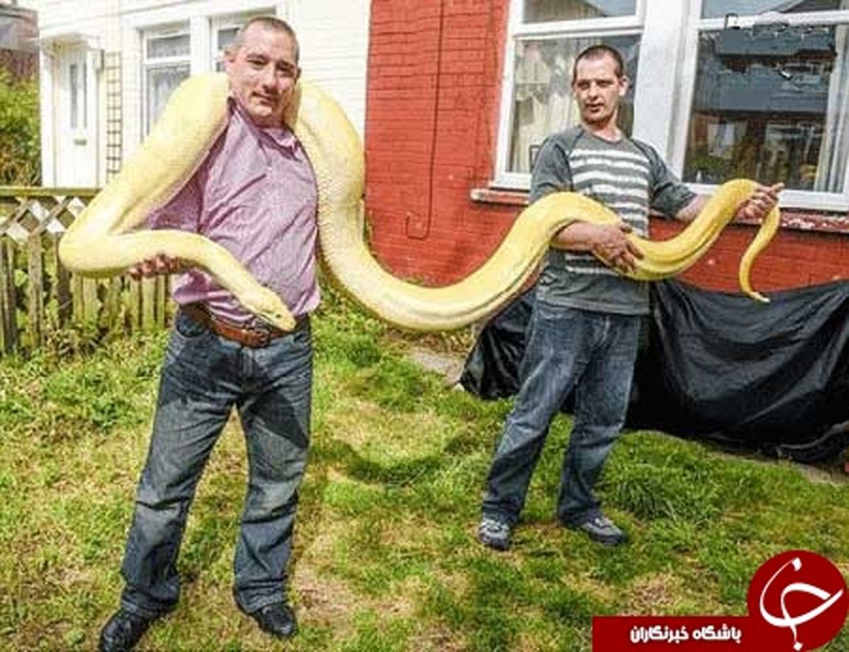 دخترم تا شبها مار پیتون را نبوسد نمی‌خوابد! +تصاویر