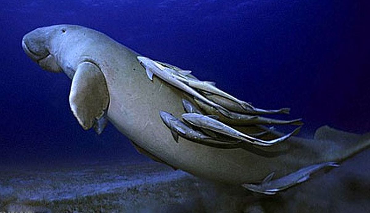 تصاویر باورنکردنی ازگاودریایی خلیج فارس