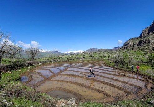 تصاویر: کشاورزی در کوهستان‌های صعب‌العبور