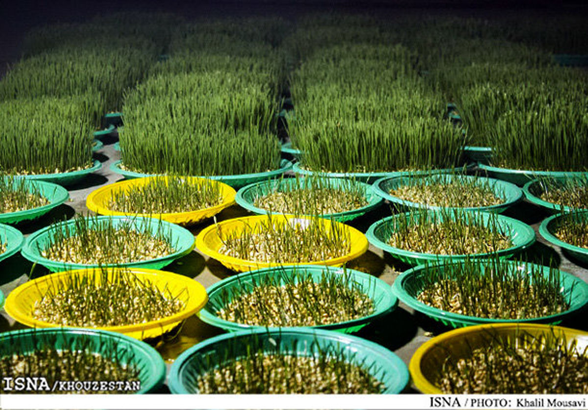 گل و سبزه شب عید چقدر هزینه بر می داره؟