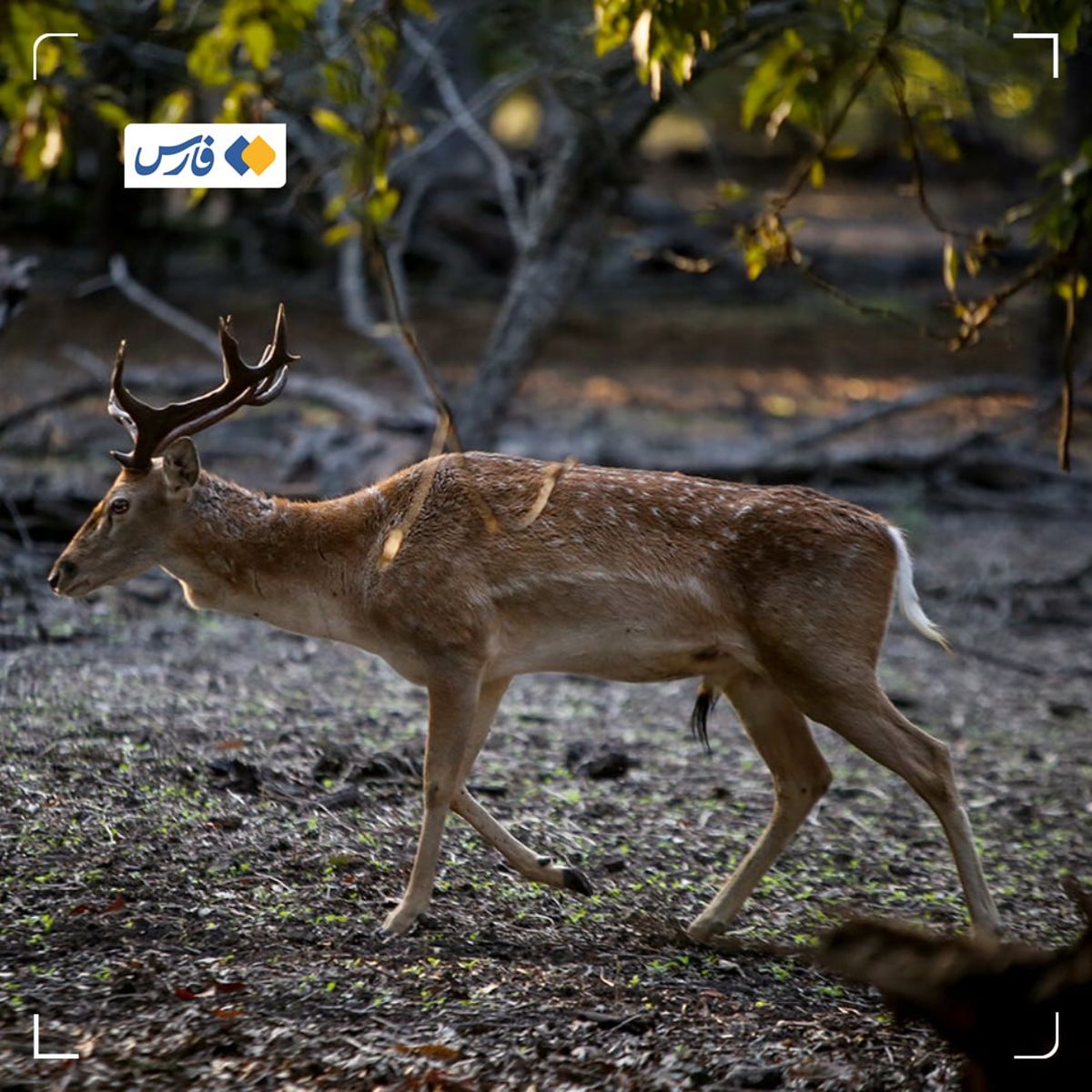 تلف‌شدن گوزن زرد ایرانی در باغ وحش ارم +عکس