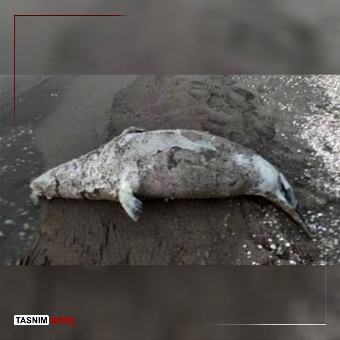 شمار تلفات فوک خزری به ۳۶ قلاده رسید