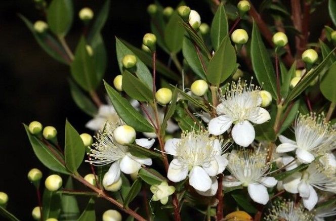 معجزه طبیعت برای زیبایی و سلامت | از بین بردن بوی بدن با این گیاه 