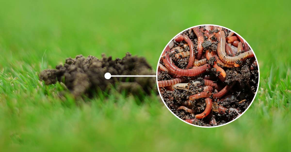 فواید کرم خاکی ! آیا واقعا کرم خاکی مفید است؟