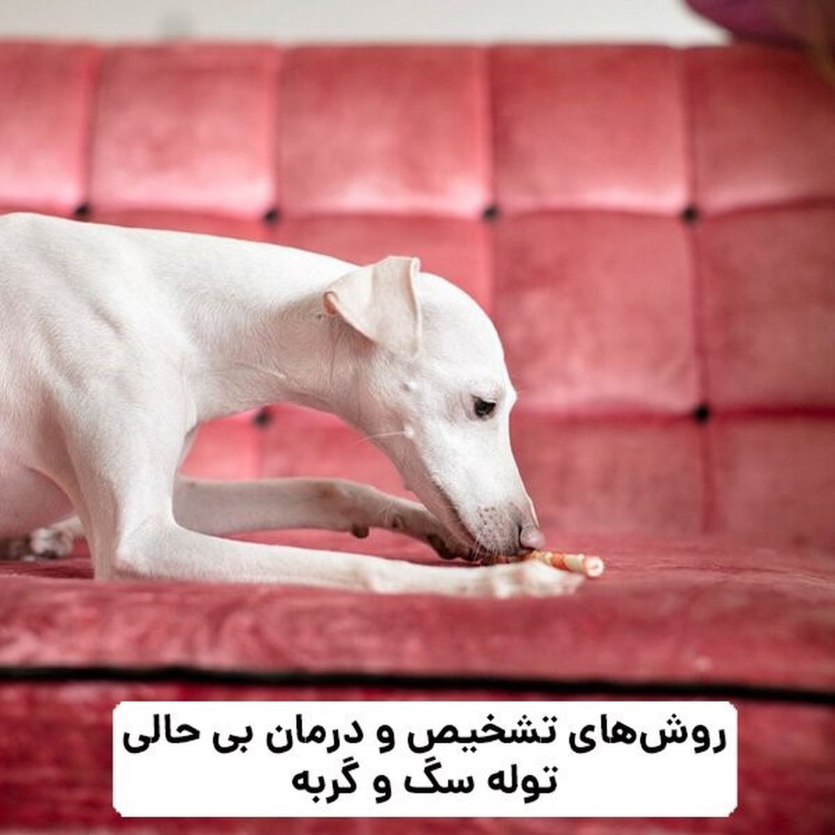 درمان بی حالی و بی اشتهایی توله سگ و گربه