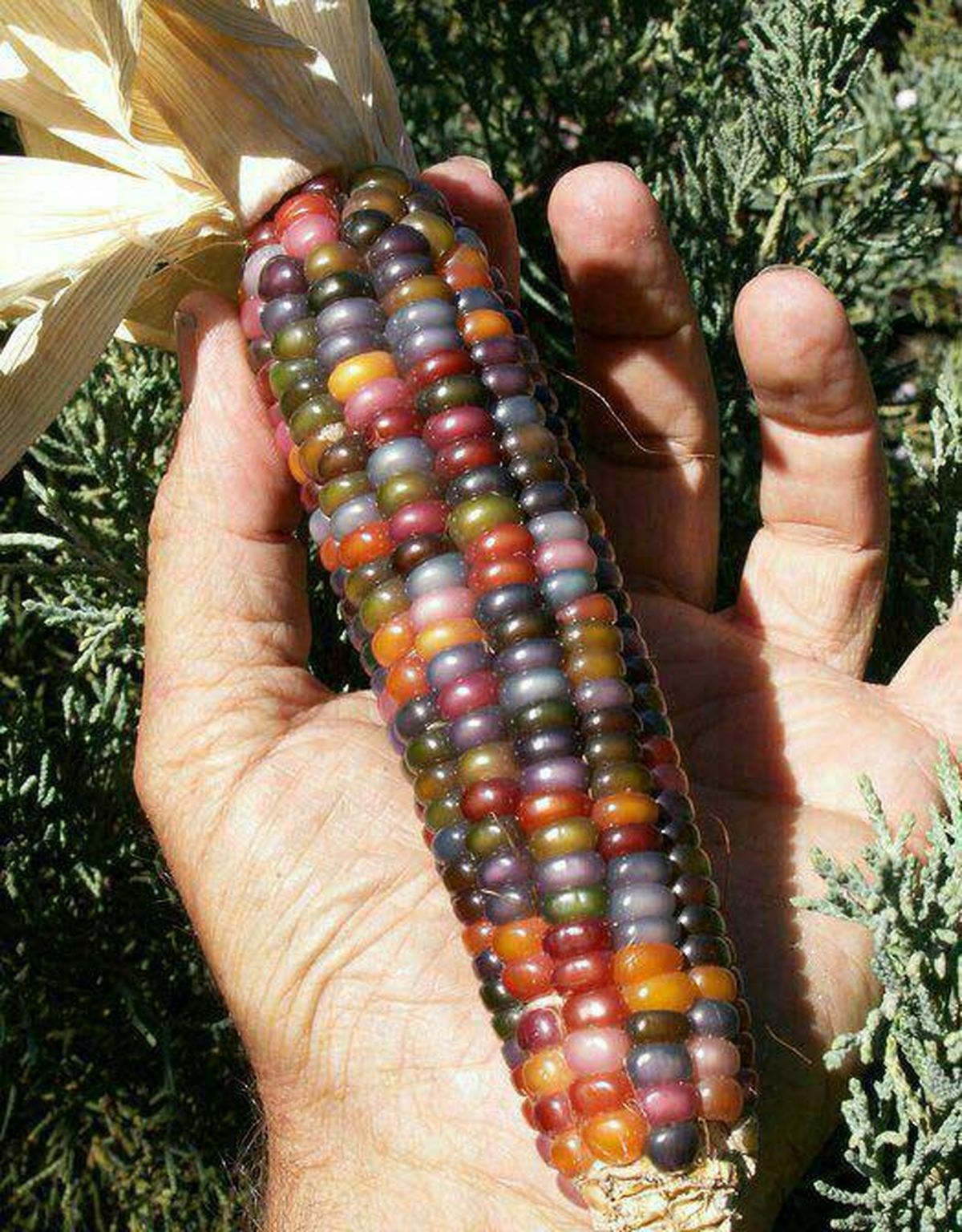 ذرت رنگی در ایران/ عکس