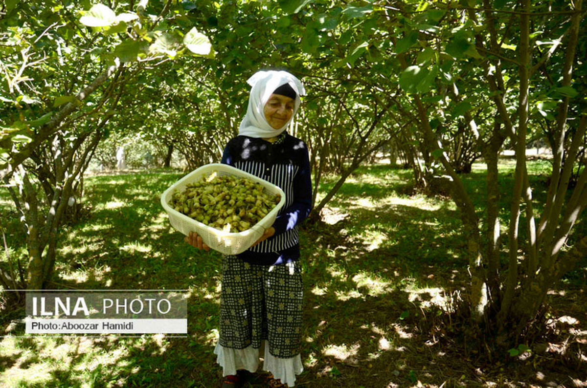 تصاویر: برداشت فندق در روستای ناش رودبار گیلان