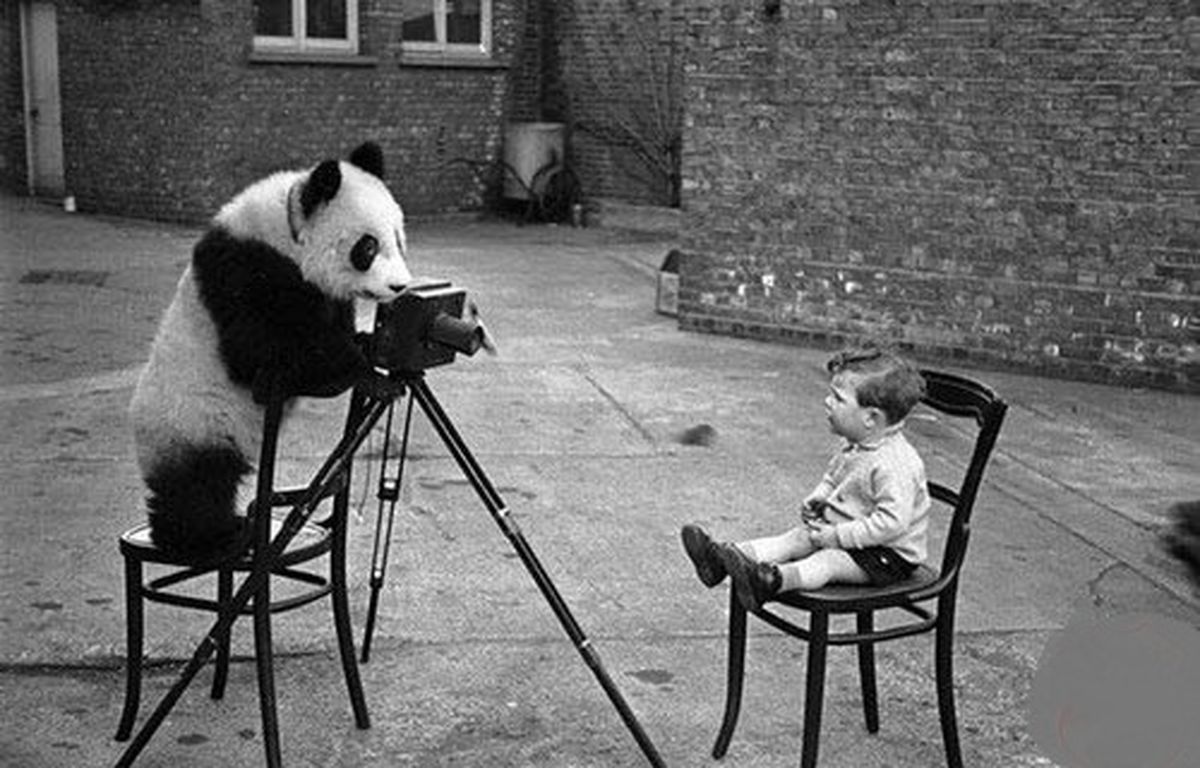 پاندای عکاس/ عکس