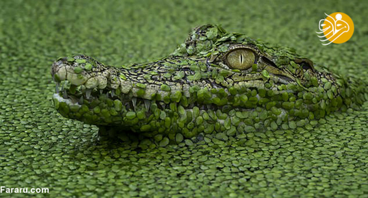 تصاویر: استتار خیره کننده یک تمساح