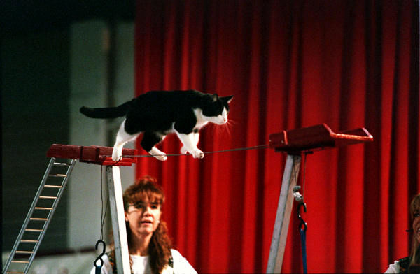 عکس: شیرین‌کاریهای گربه