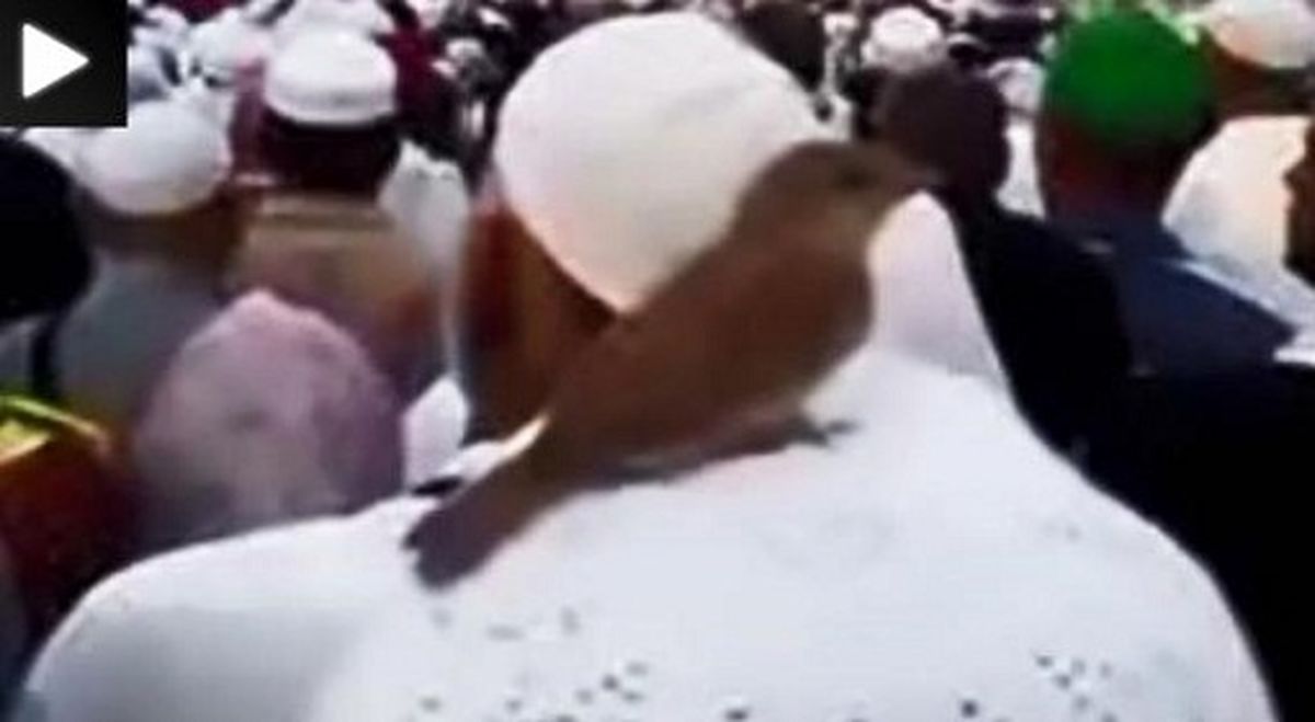 نشستن گنجشک بالای سر حاجی/عکس