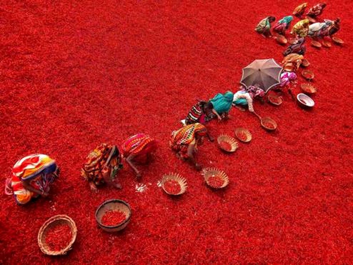 تصویری سوزان از مزرعهای قرمز در بنگلادش!