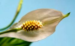 اسپاتی فیلوم با گل‌هایی سفید و بینظیر