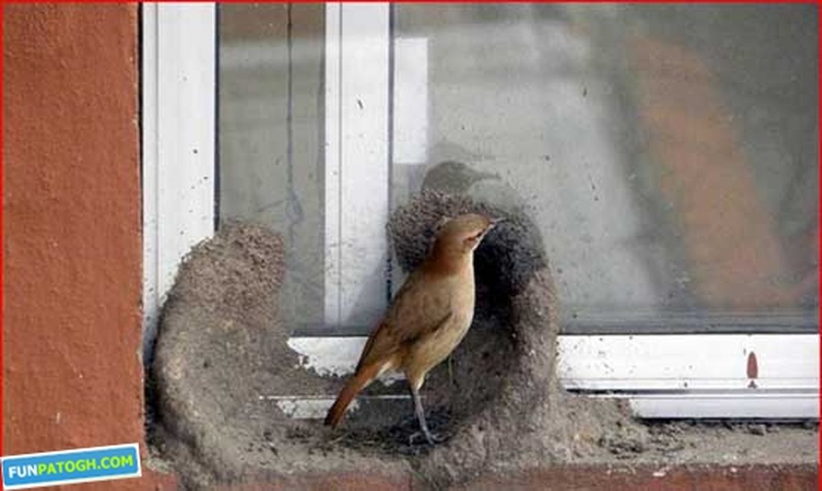 تصاویر دیدنی از ساخت لانه توسط ۲ پرنده