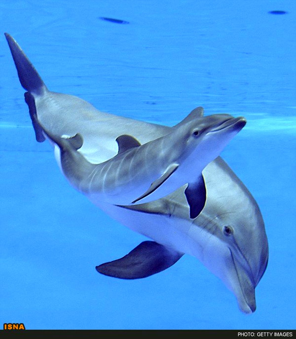 تصاویر/ لحظات زیبای تولد نوزاد دلفین