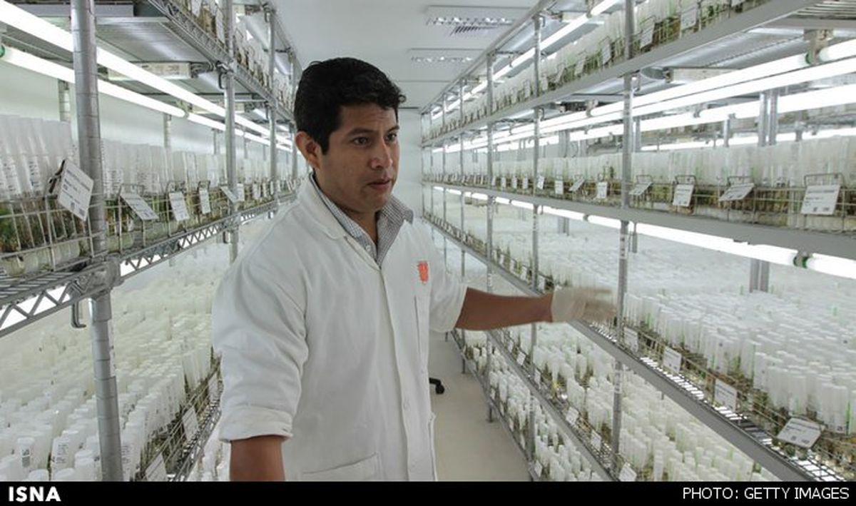 کاشت سیب‌زمینی مریخی در زمین+عکس