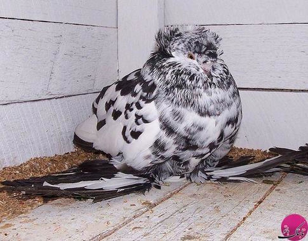 عکس: زیباترین و گرانبهاترین کبوتر جهان