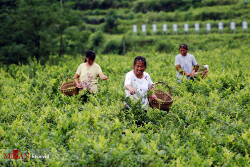 تصاویر: برداشت برگ سبز چای در چین