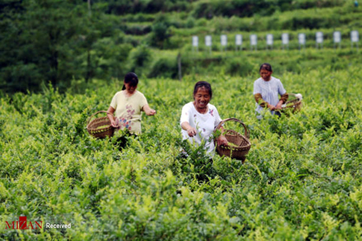 تصاویر: برداشت برگ سبز چای در چین