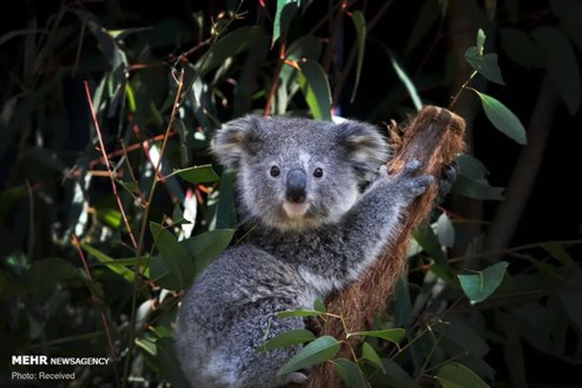 تصاویر منتخب حیات وحش هفته