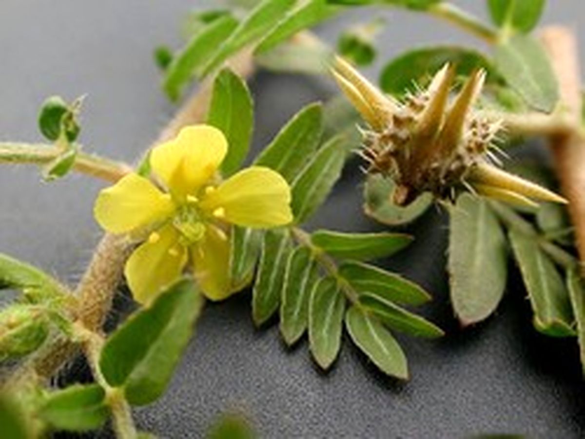 شربتی گیاهی برای دفع سنگ کلیه