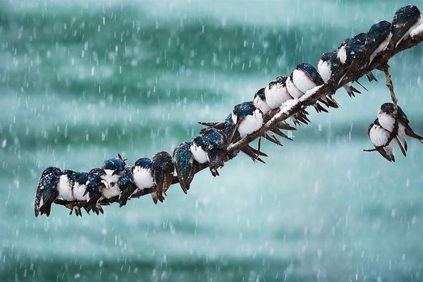 بارش برف پاییزی در این استان‌ها با ورود سامانه بارشی + نقشه هوای استان ها