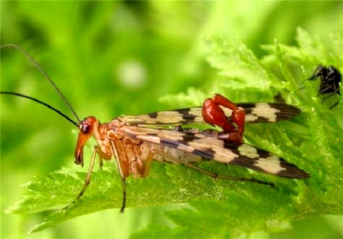 عقرب‌هایی که پرواز می‌کنند /تصاویر