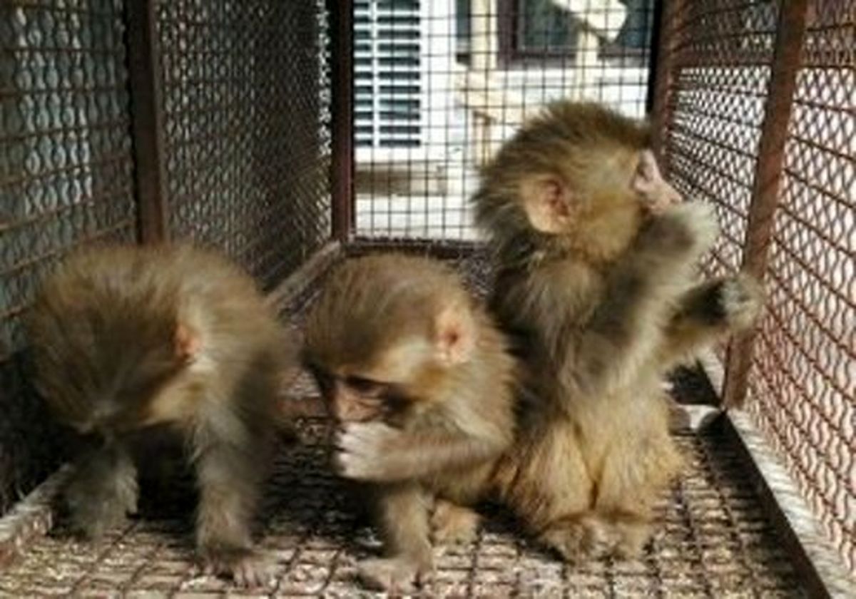 پیتون های غول پیکر در خانه معرکه گیر ملاردی +عکس