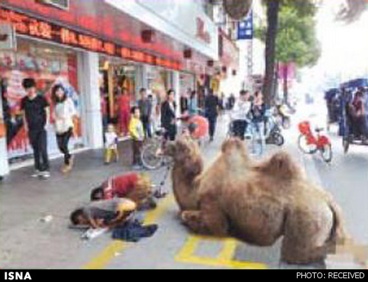 گدایی وحشیانه در چین/عکس