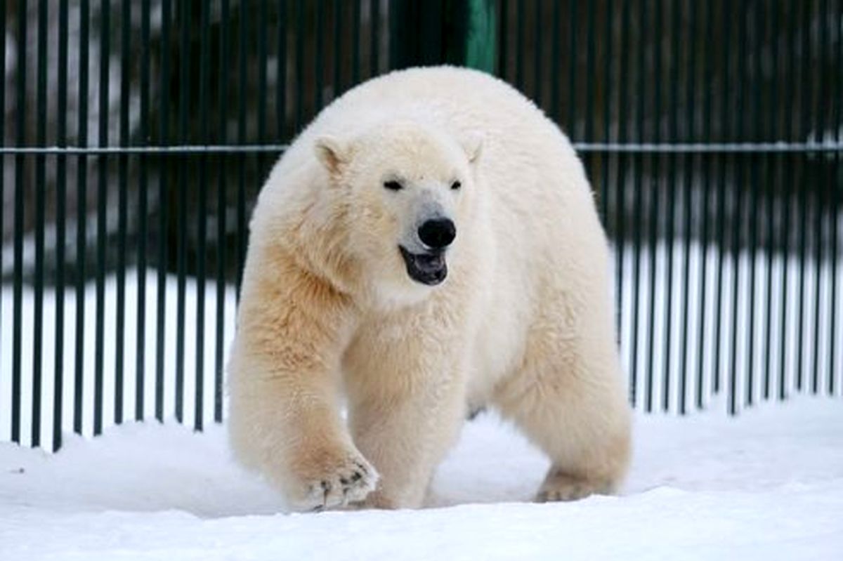 تصاویر: شیطنت خرسهای قطبی در مسکو