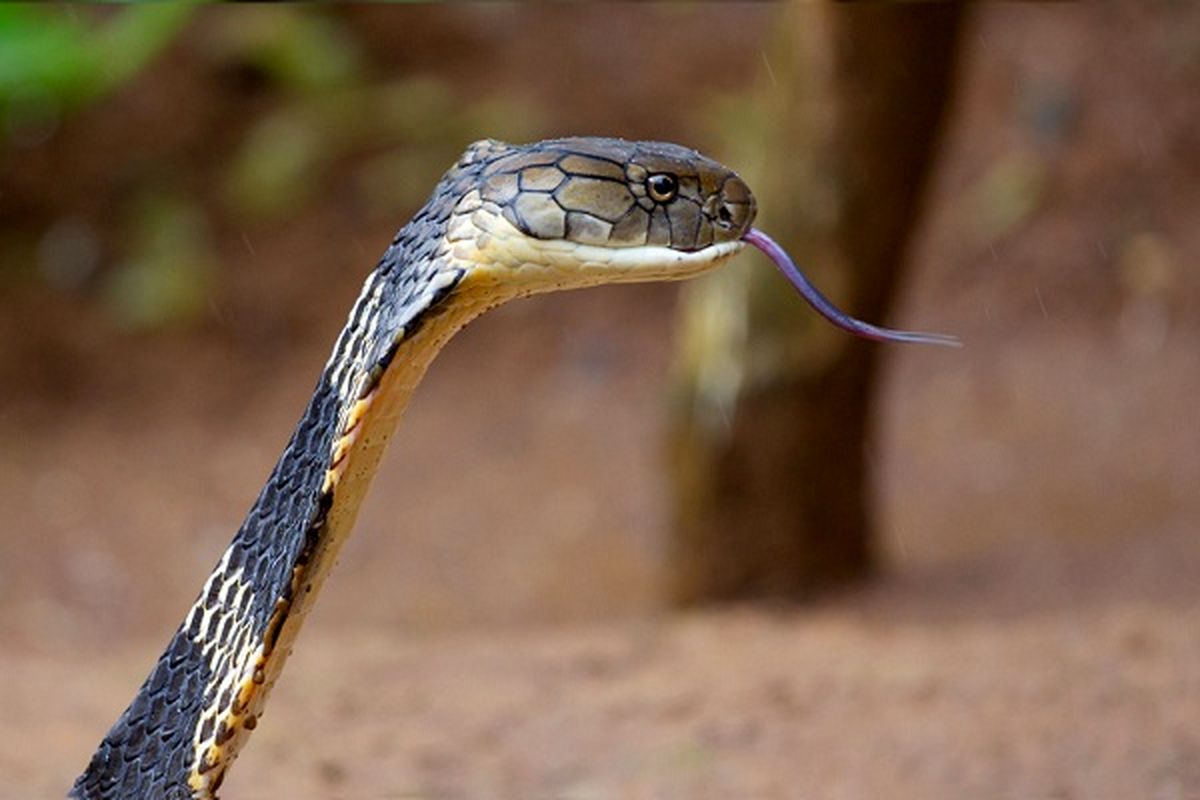 شاه کبری/ عکس