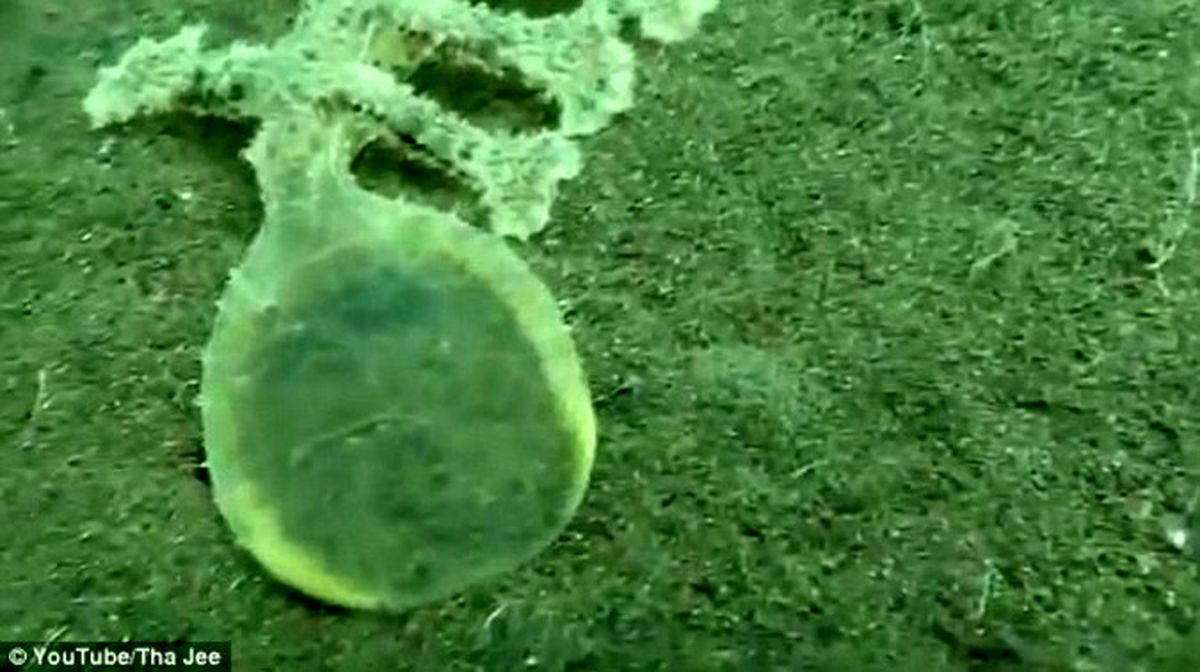 کشف جانور عجیب و غریب در اندونزی +تصاویر