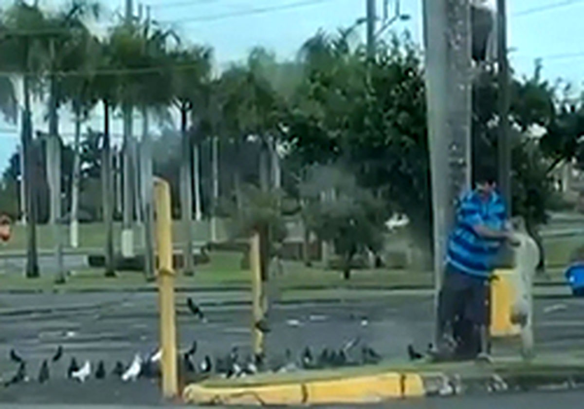 شکار عجیب کبوترها در وسط خیابان +عکس