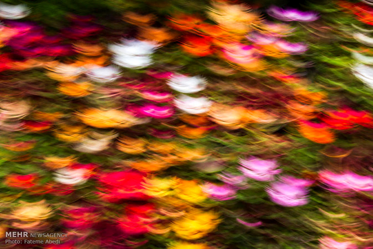 تصاویر: پانزدهمین جشنواره گل و گیاه محلات