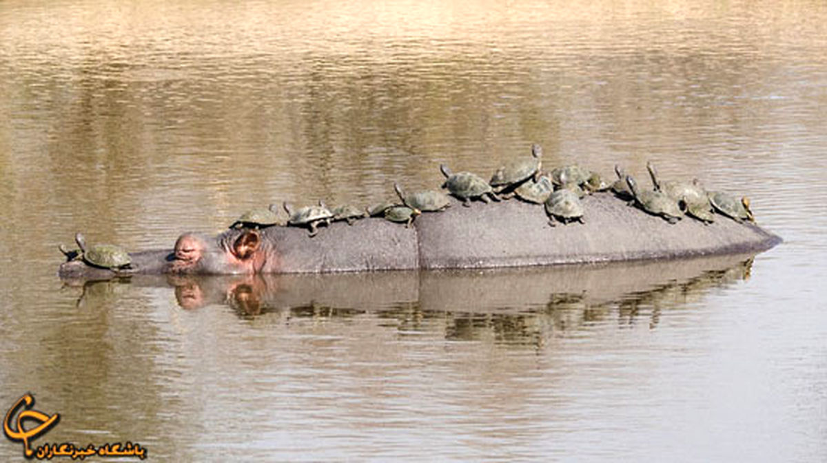 تاکسی از نوع اسب آبی/عکس