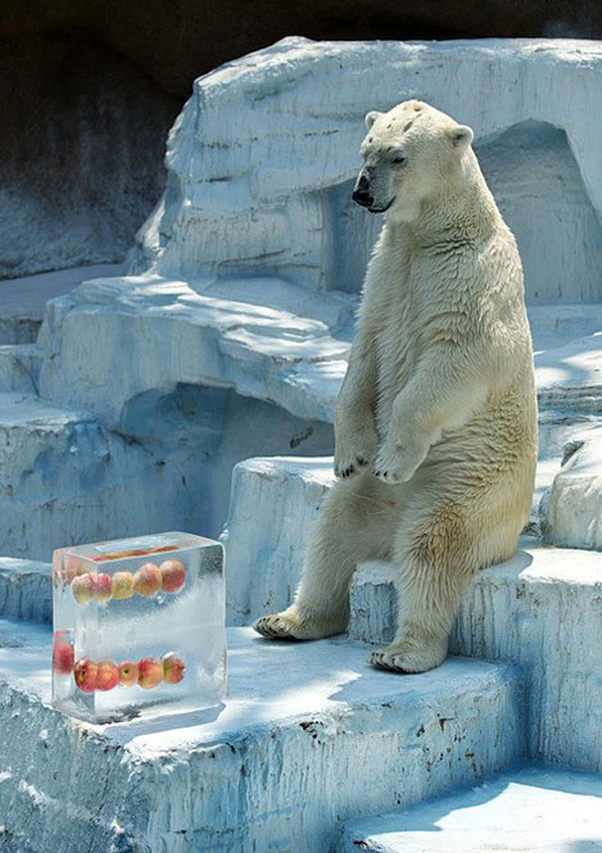 صبحانه یخ زده!/عکس