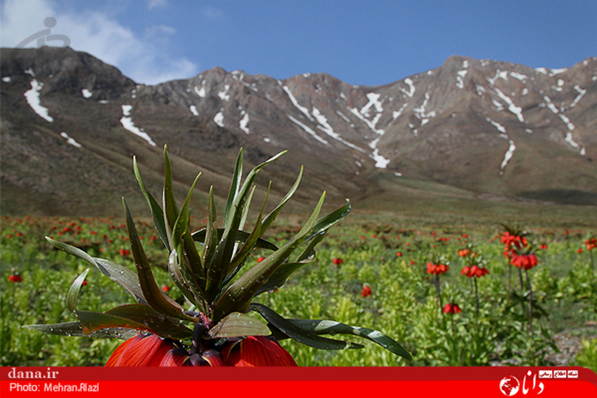 طبیعت در حال نابودی خوانسار/ تصاویر