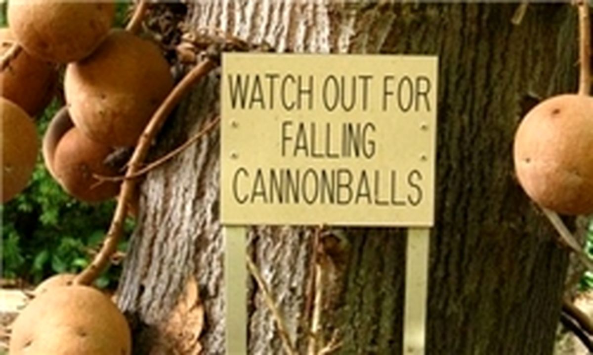 درختی عجیب با میوه‌های مرگبار /عکس