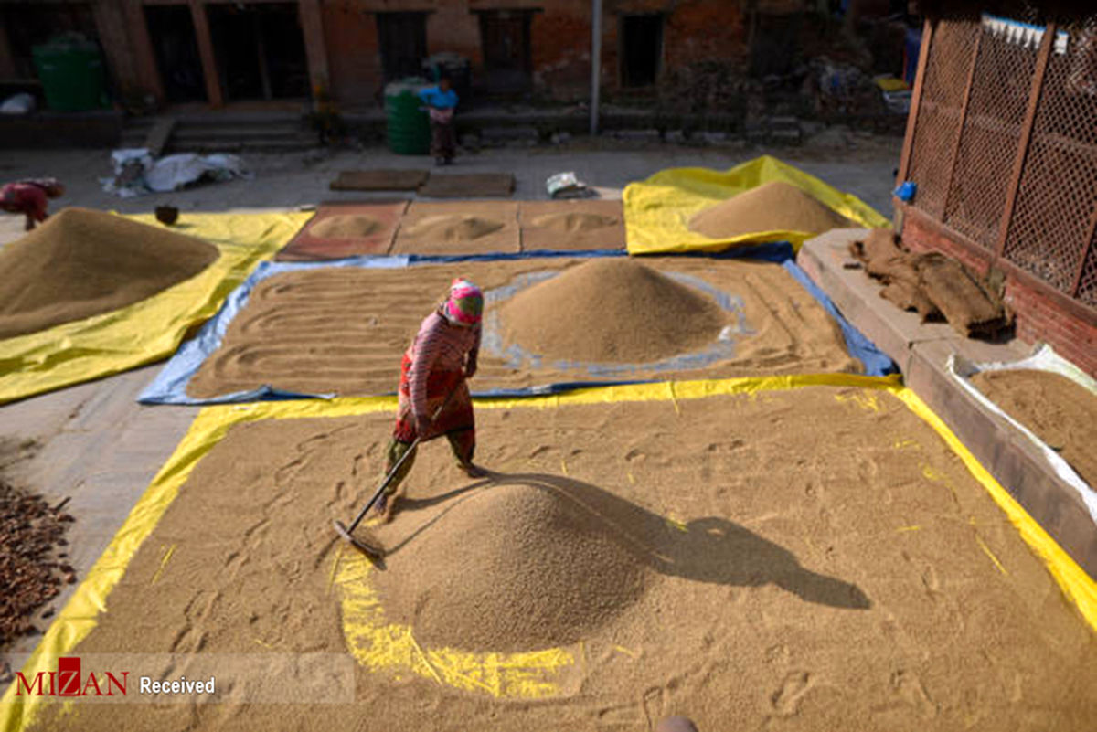 تصاویر: کشاورزان نپالی