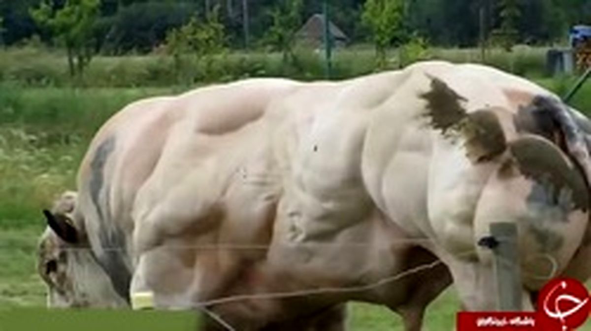 هراس و شگفتی همگان از غیرمعمولی‌ترین گاو جهان +تصاویر