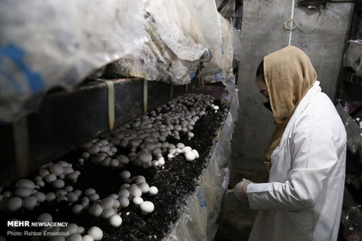 تصاویر: کارگاه خانگی پرورش قارچ دکمه‌ای