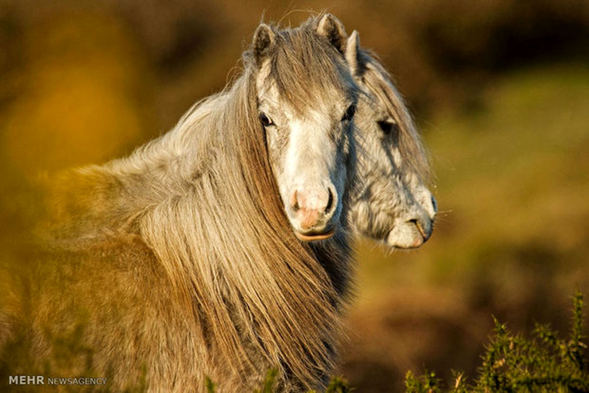 تصاویر: حیوانات بی سر و چند سر‎