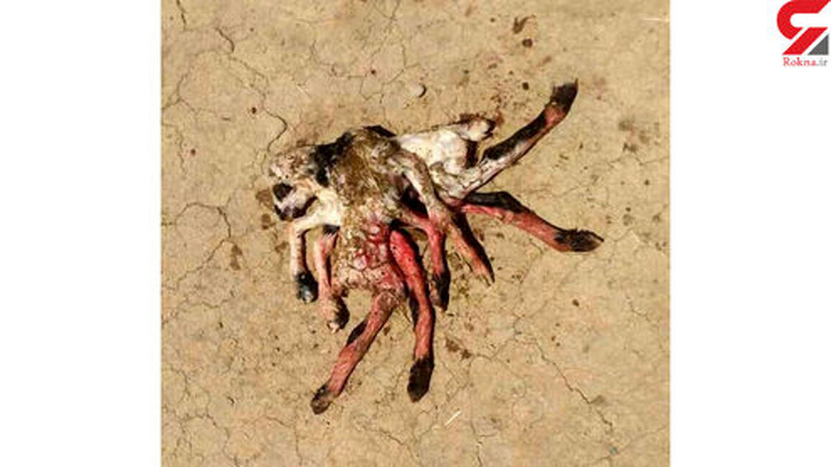 تولد موجودی عجیب با ۸ دست و پا در لرستان +عکس
