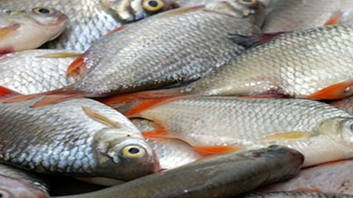 پرفروش‌ترین ماهی در میادین تره بار پایتخت چند؟